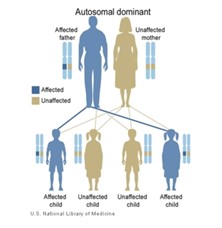 Heredity Figure 1