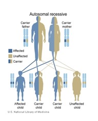 Heredity Figure 2