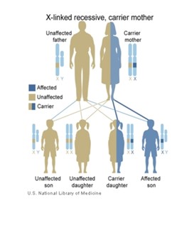 Heredity Figure 3