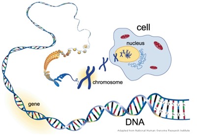 Understanding Genetics - Figure 1