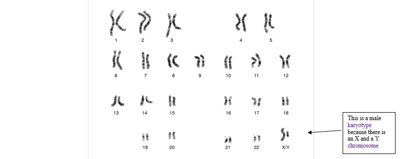 Understanding Genetics - Figure 2