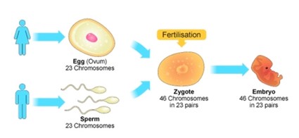 Understanding Genetics - Figure 3