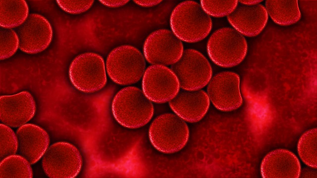 Blood under a microscope