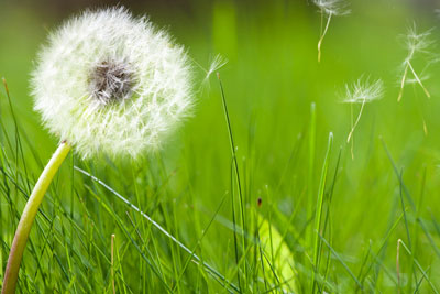 Dandelion