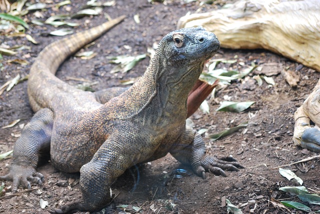 komodo dragon1
