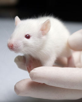 Mouse