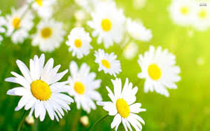 Closeup of flowers