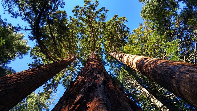 Looking up at tall pine trees
