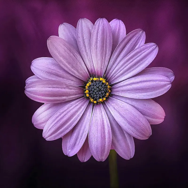 Plant with a Purpose, Grow with Hope Fundraiser